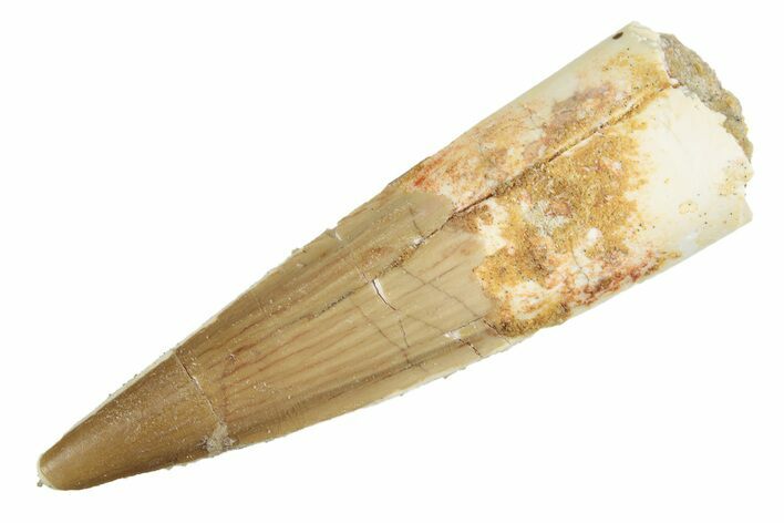 Fossil Spinosaurus Tooth - Real Dinosaur Tooth #264827